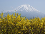 連翹と富士山